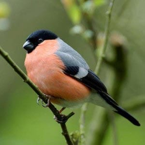 Снегирь картинка для детей