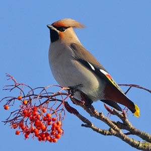 Свиристель картинка для детей
