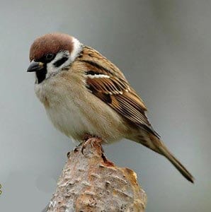 Воробей картинка для детей