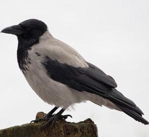 Ворона картинка для детей