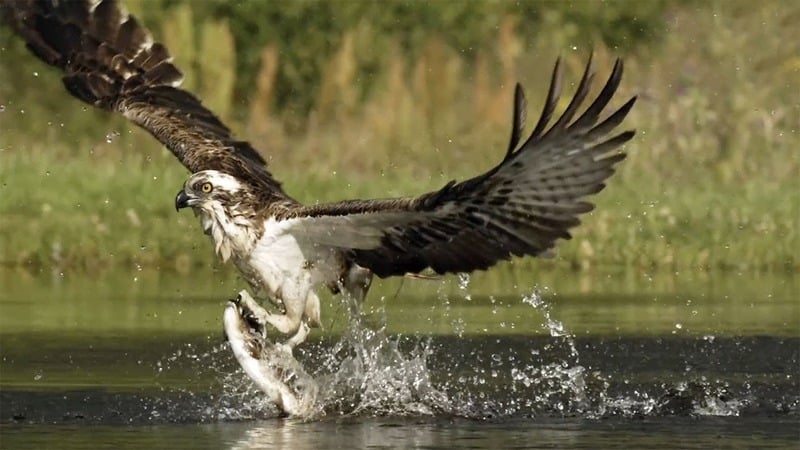 Скопа Pandion haliaetus