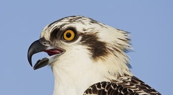 Скопа Pandion haliaetus