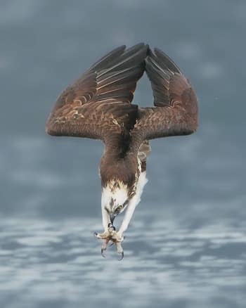 Скопа Pandion haliaetus