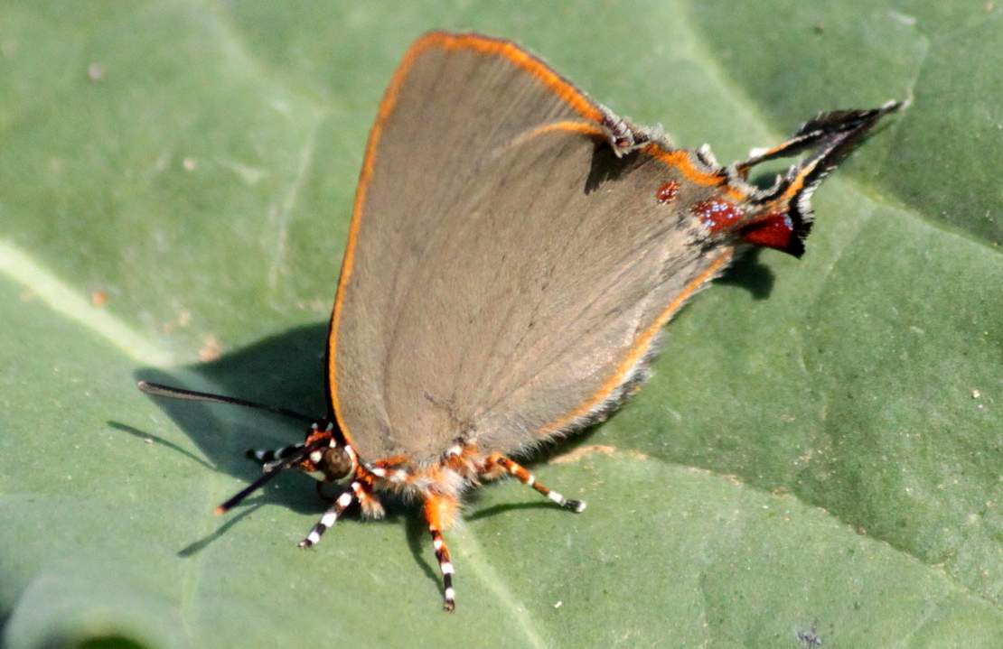 Крылатая особь уховертки. Крылатая особь уховертки.