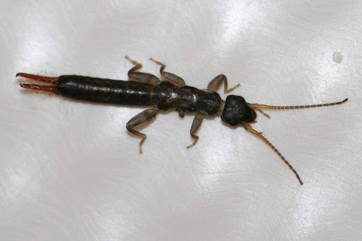 Другое название уховерток - кожистокрылые. Другое название уховерток - кожистокрылые.