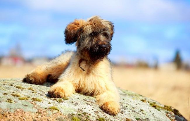 Отличительной особенность породы бриар является крупная голова со слегка округлым черепом, сильные и крепкие челюсти, прямая спина и широкая грудь, длинный хвост и густая длинная шерсть