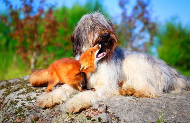 Овчарка бриар была выведена в качестве пастушьей породы и в течение столетий прекрасно справлялась со своим предназначением. Однако в настоящее время собак этой породы заводят в качестве любимого домашнего питомца, друга для всей семьи, участника в выставках и собачьем спорте