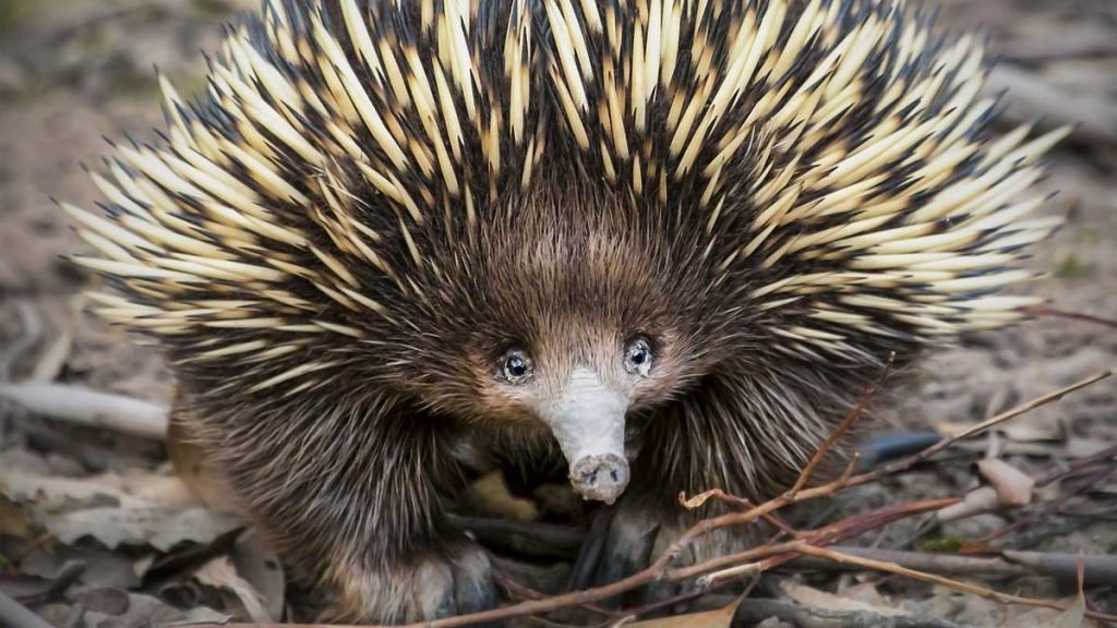 Ехидна (Echidna).