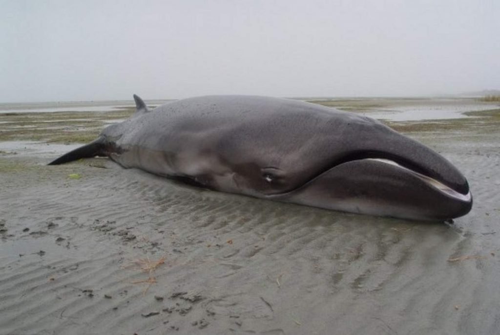 Карликовый кит (Pygmy right whale).