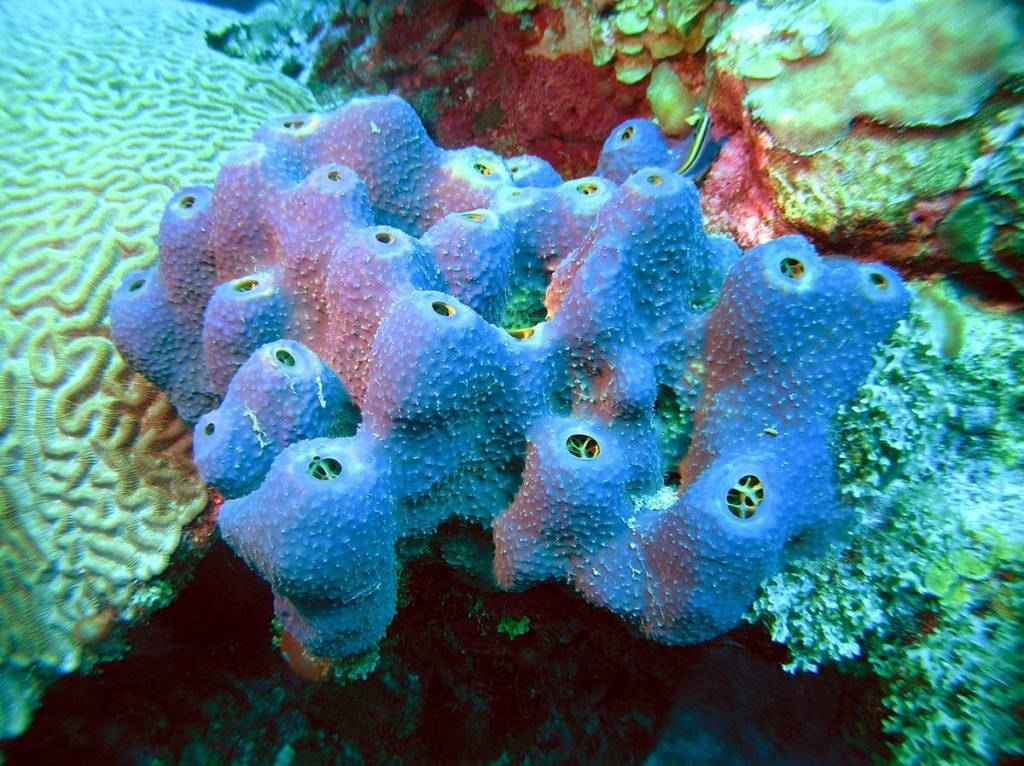  Губок характеризует модульное строение, зачастую сопряжённое с образованием колоний, а также отсутствие настоящих тканей и зародышевых листков. 