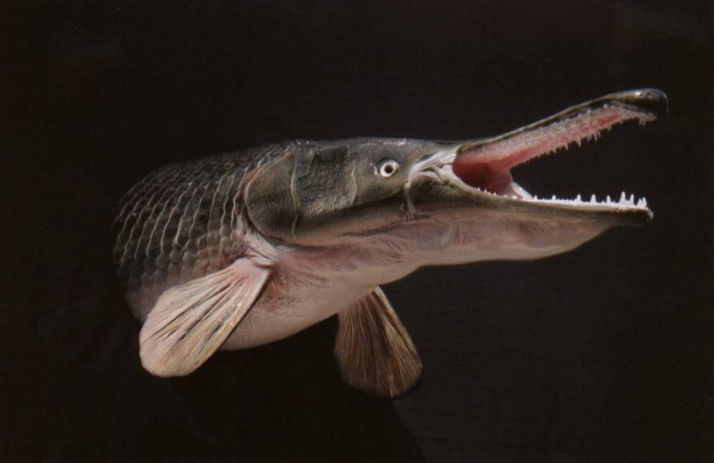 Миссисипский панцирник - примитивная рыба.