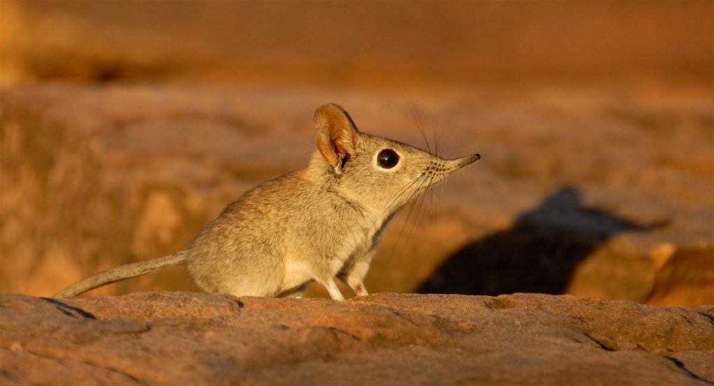 Прыгунчики — исключительно наземные животные. Они крайне подвижны. В спокойном состоянии передвигаются на четырех лапах; при опасности, подобно тушканчикам.