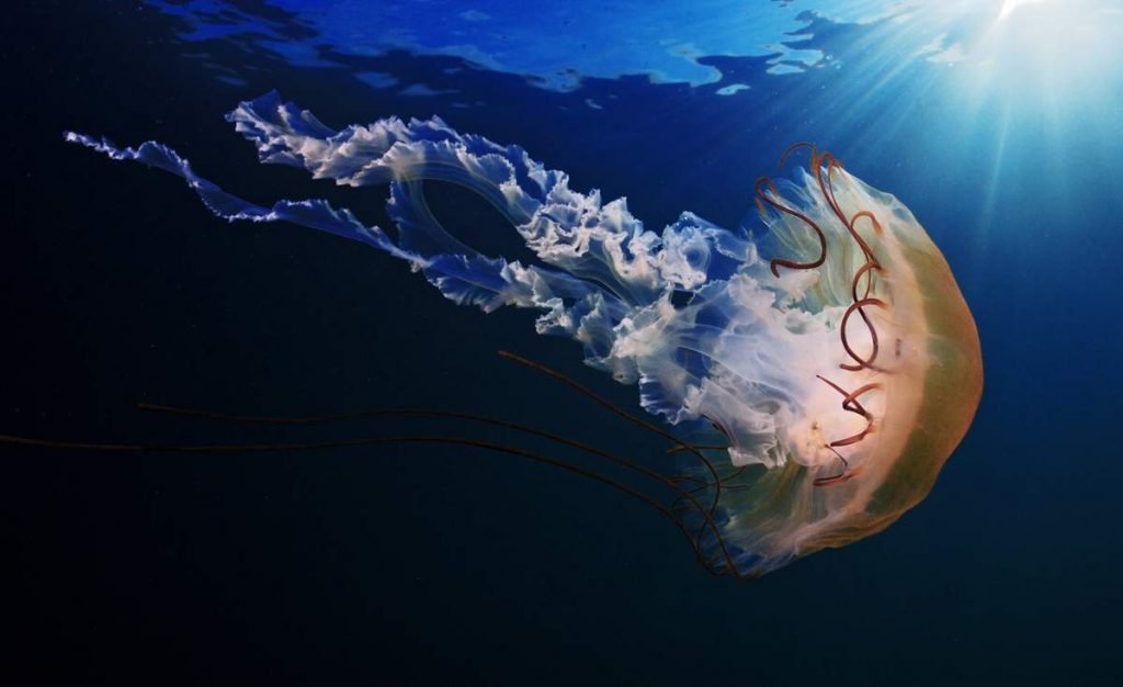 В студенистом и прозрачном теле медузы имеется целых 24 глаза. По периметру тела выступают чувствительные тельца (ропалии), воспринимающие различные импульсы среды, например свет.