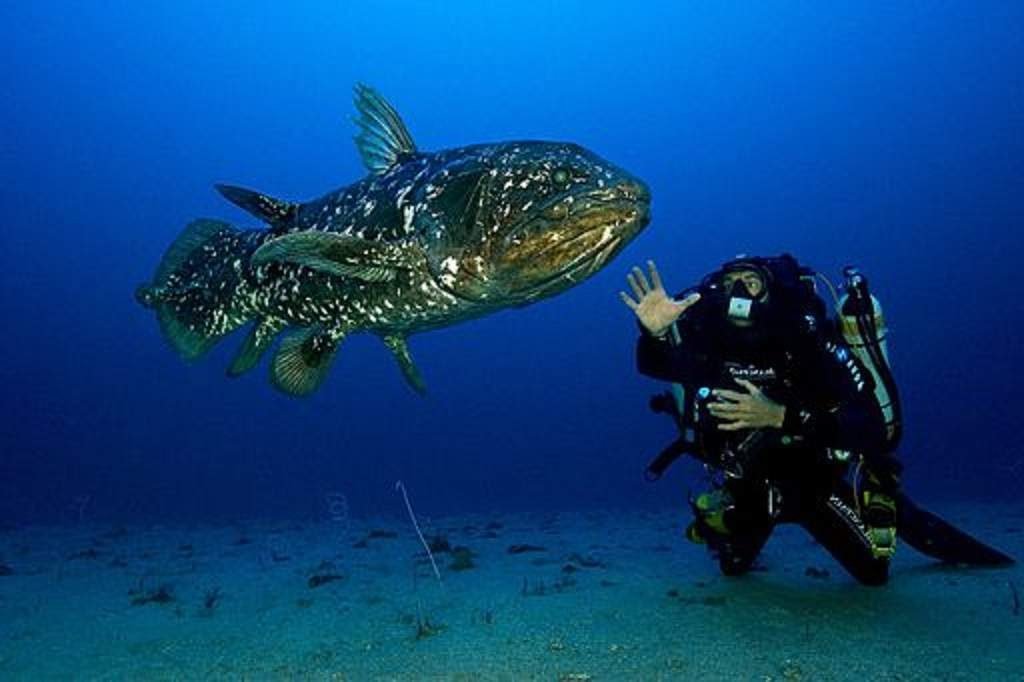 Целакант - эндемик Индонезийских вод.