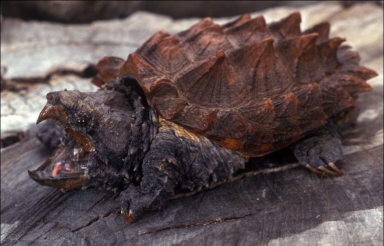 Грифовая черепаха (Alligator snapping turtle).