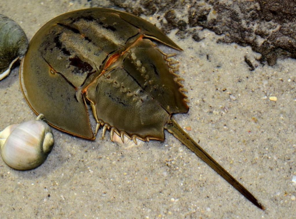 Мечехвост (Horseshoe crab).