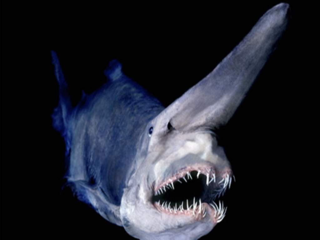 Акула-домовой или скапаноринх (Mitsukurina owstoni).