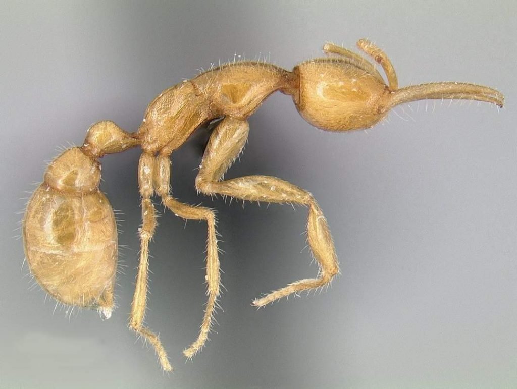Марсианский муравей (Martialis heureka ant).