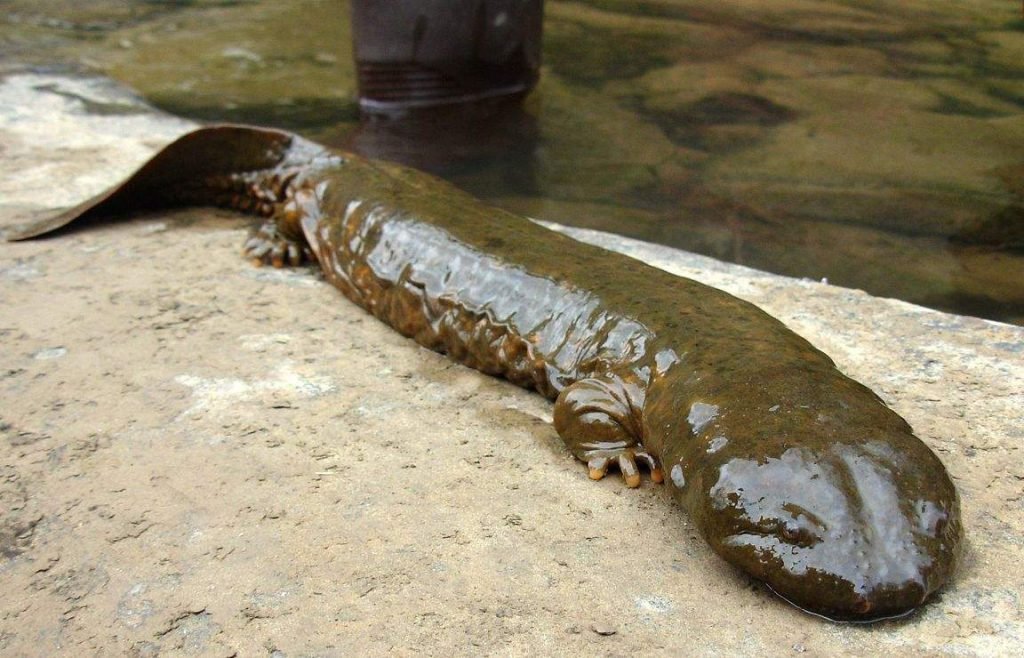 Исполинская китайская саламандра (Chinese giant salamander).