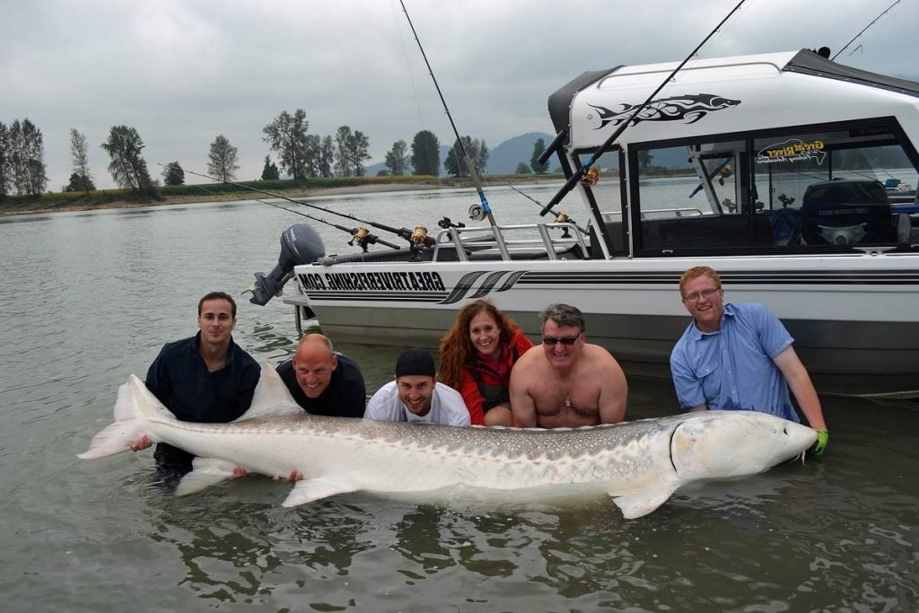 Осетр (Sturgeon).