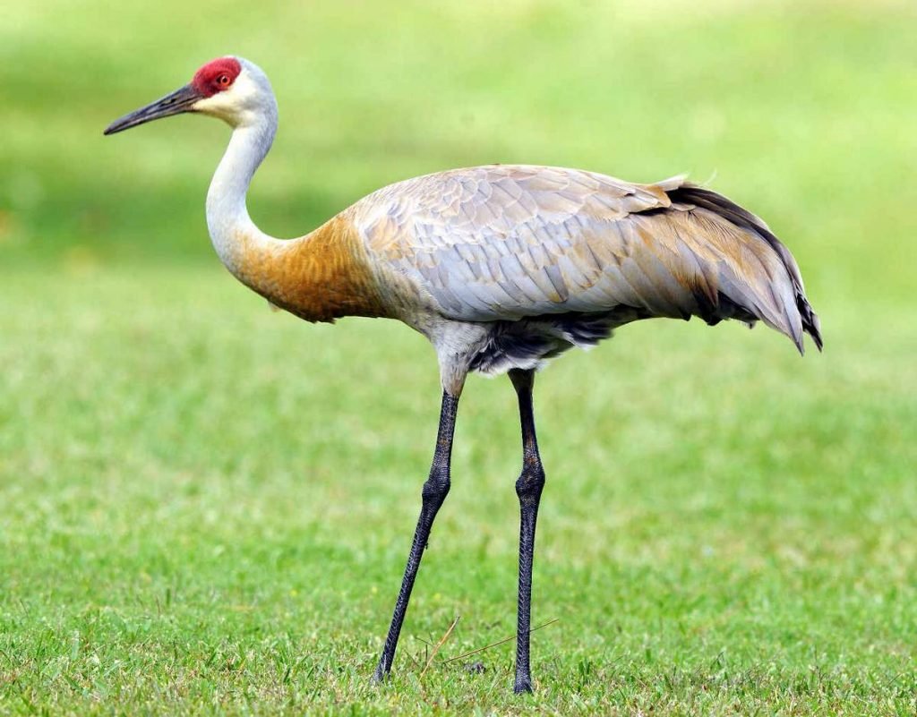 Канадский журавль (Sandhill crane).