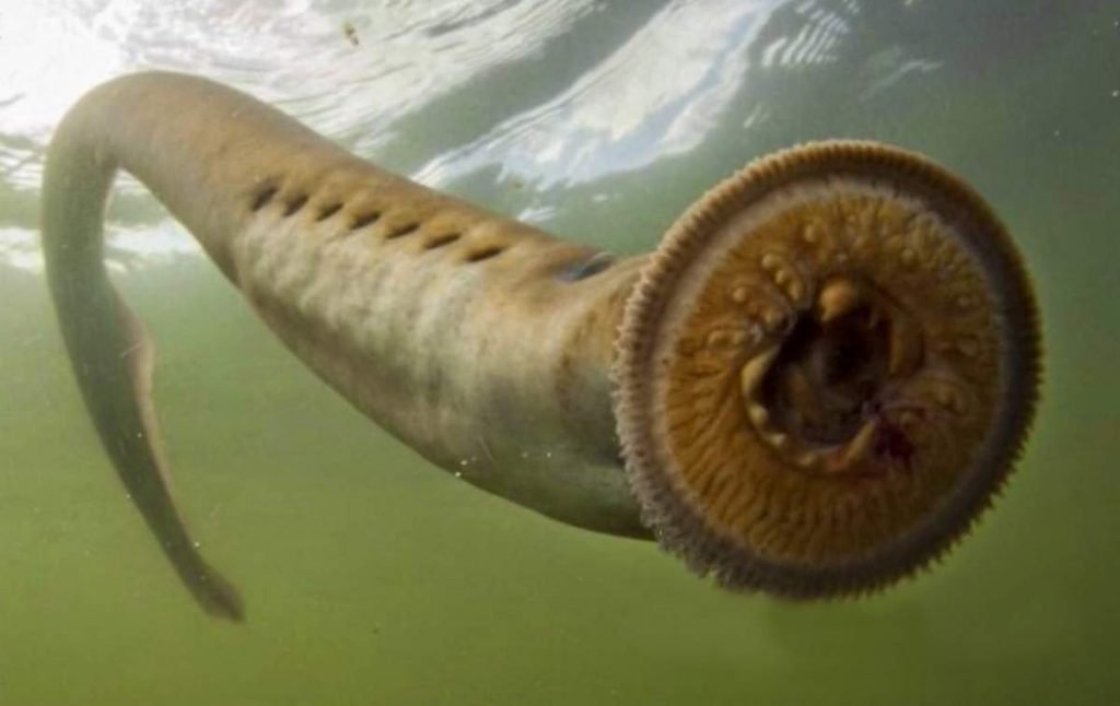 Минога (Lamperey).