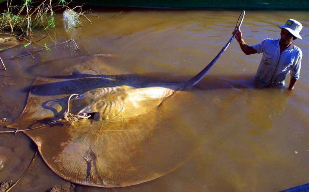Гигантский пресноводный скат (Giant freshwater stingray).
