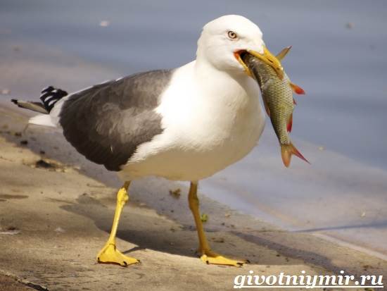 Птица-чайка-Образ-жизни-и-среда-обитания-чайки-10