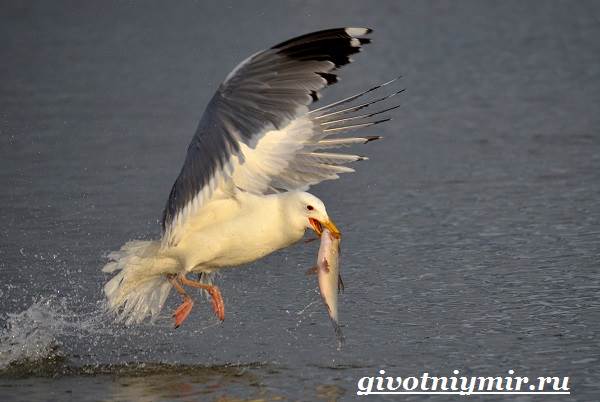 Птица-чайка-Образ-жизни-и-среда-обитания-чайки-9