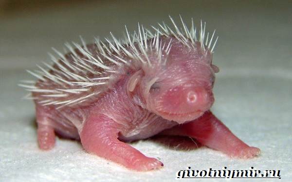 Еж-животное-Образ-жизни-и-среда-обитания-ежа-11