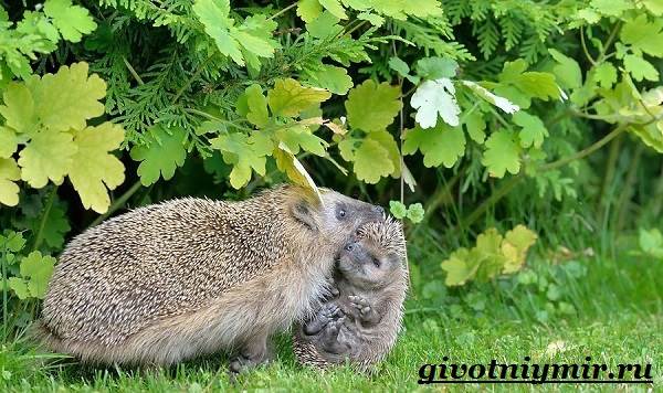 Еж-животное-Образ-жизни-и-среда-обитания-ежа-12