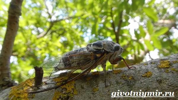 Цикада-насекомое-Образ-жизни-и-среда-обитания-цикады-8