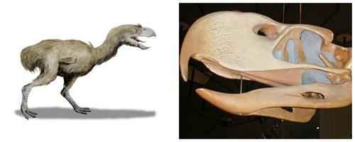 Фороракосы-род огромных вымерших птиц