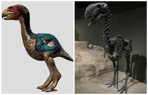 Гасторнисы - древние нелетающие птицы