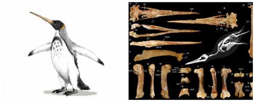 Icadyptes salasi-вид древних гигантских пингвинов