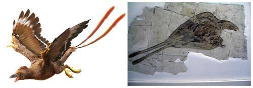 Конфуциусорнисы-род доисторических птиц