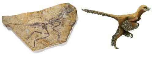 фото окаменелостей доисторической птицы-Aurornis