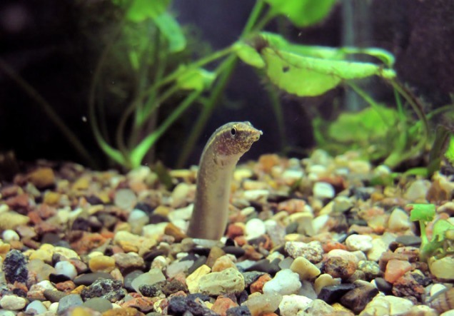 Макрогнатус глазчатый в камнях