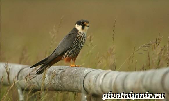 Чеглок-птица-Образ-жизни-и-среда-обитания-птицы-чеглок-2