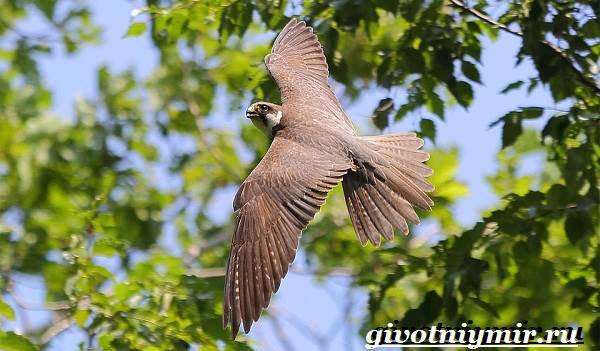 Чеглок-птица-Образ-жизни-и-среда-обитания-птицы-чеглок-5