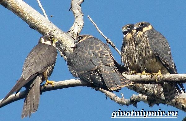 Чеглок-птица-Образ-жизни-и-среда-обитания-птицы-чеглок-7