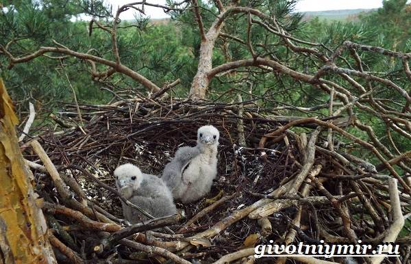 Чеглок-птица-Образ-жизни-и-среда-обитания-птицы-чеглок-9