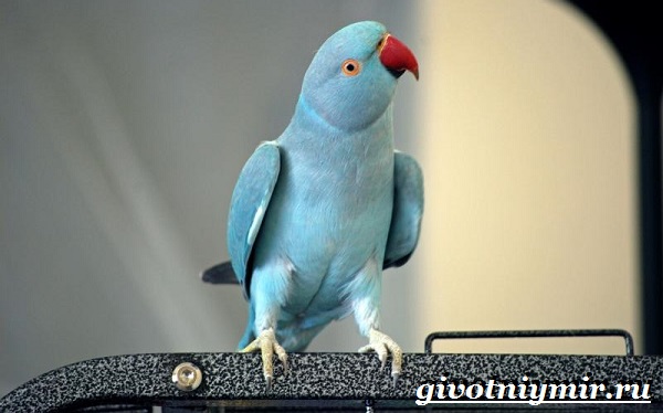 Синий-попугай-Образ-жизни-и-среда-обитания-синего-попугая-10