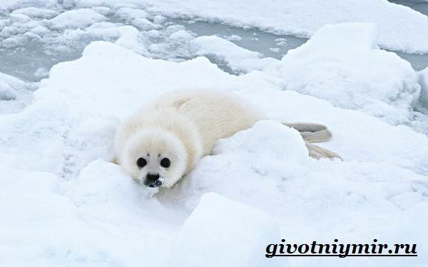 Животные-тундры-12