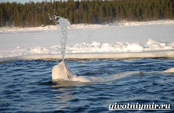 Животные-тундры-13