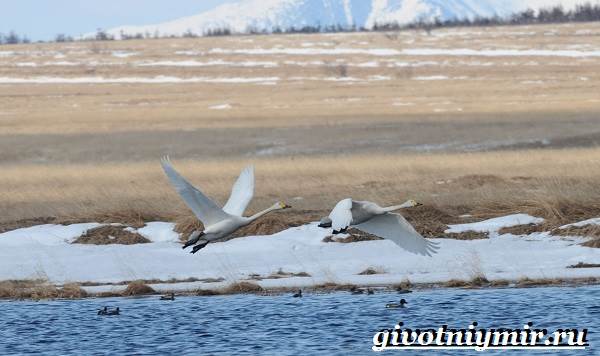 Животные-тундры-17