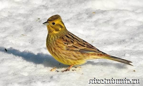 Животные-тундры-19