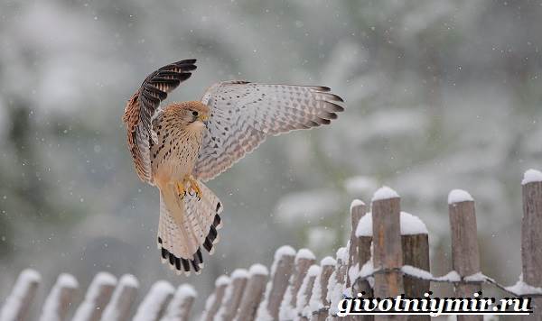 Животные-тундры-21