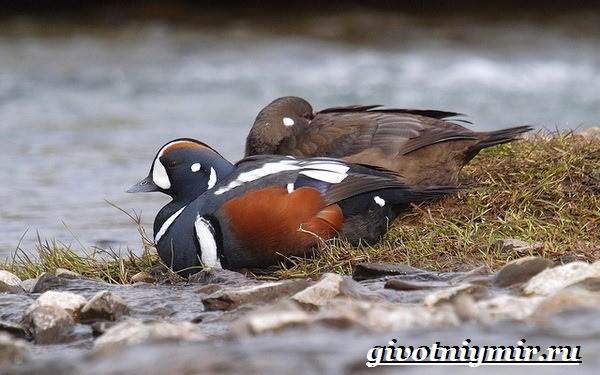 Животные-тундры-23