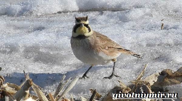 Животные-тундры-24